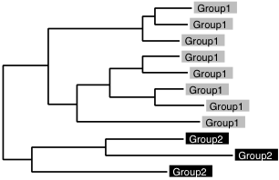 two groups